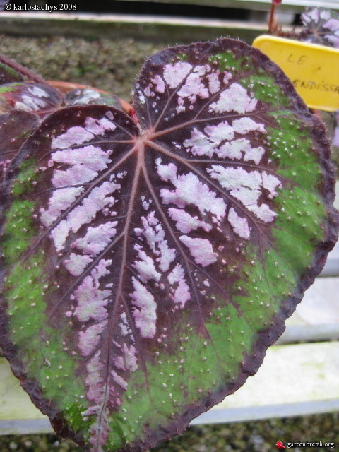 B. ‘Le Resplendissant’